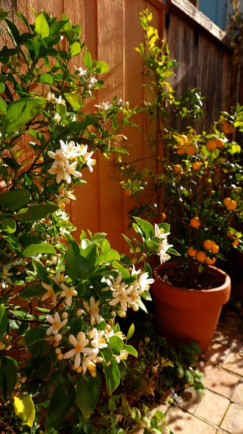 Edible Ornamental Shrubs - Image 1