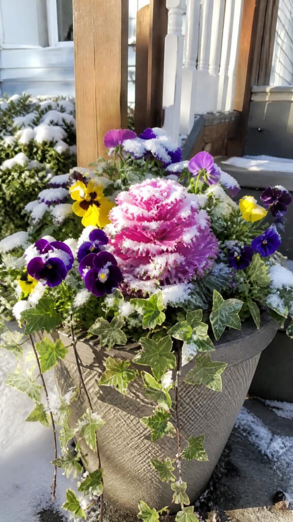 Colorful Winter Pansies and Ornamental Cabbage