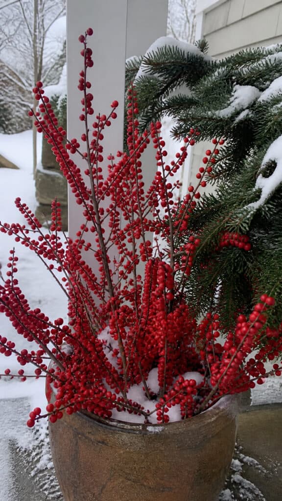 Berry-Producing Shrubs for Pops of Color