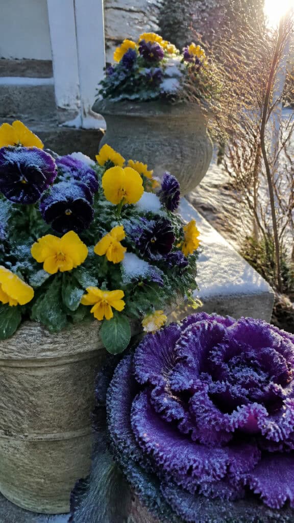 Colorful Winter Bloomers That Defy the Cold
