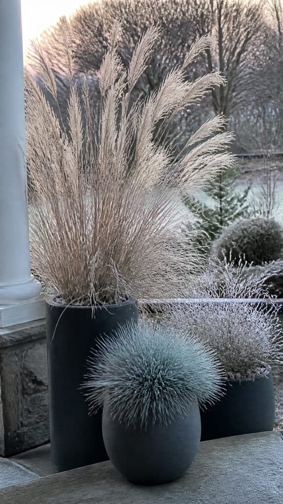 Ornamental Grasses That Add Movement and Texture