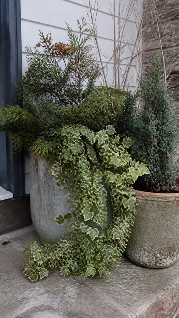 Trailing Plants That Soften Container Edges