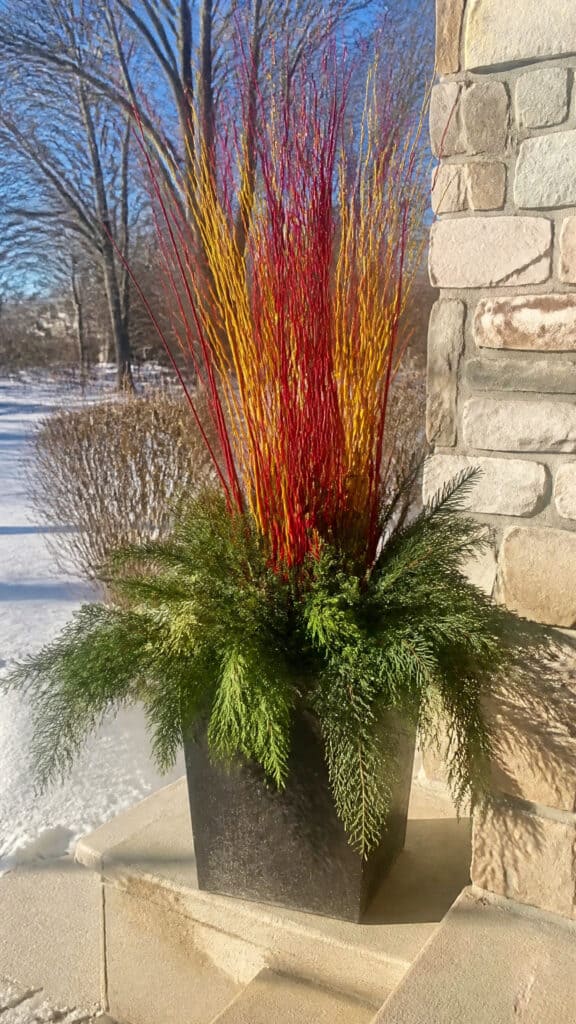 Colorful Winter Stem Showcase